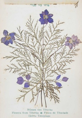 [Цветы и виды Святой земли]. Flowers and Views of the Holy Land. Blumen und ansichten aus dem Heligen Lande. Fleurs et vues de la terre sainte. Jerusalem, [нач. XX в.].